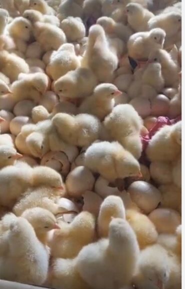 yerli cücələr: Bir günlük ağ sereblist cücələrinin sifarişi qəbul olunur minimum 100