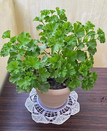 aloe vera gulu: Pelargonium (qolf yapraqlı ətirli muşmula/geranium) - Bitki tipi — 1