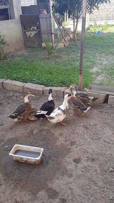 akvarium satilir: 3ayliqdilar səsli ördek hamsi biryerdə satılır ünvan Nardaran vatsap — 1
