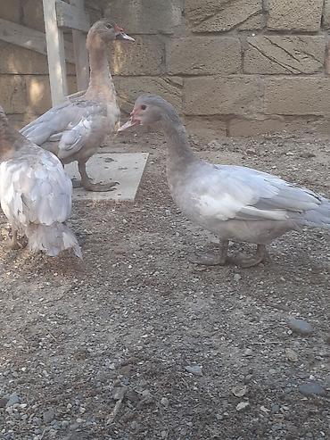 sabuncu toyuq bazari 2022: Erkek ordekler 30 man . aglar (pekin) biri 8 man. diri cekileri 1kg — 6