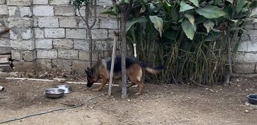 disi it adlari: Alman çoban iti, 1 il, Dişi, Peyvəndli, Ünvandan götürmə