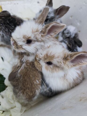 кролик рекс: Кролики декоративные, разноцветные окрасов (белый с рыжим, пятнистые