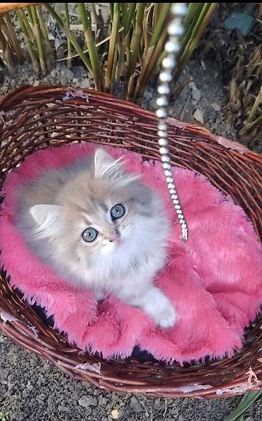 golden chinchilla: Qızıl şinşilla, Dişi, Yaxşı əllərə — 2