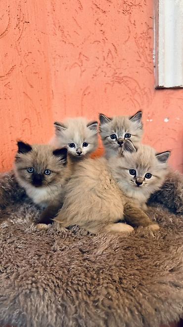 котята дарлм: Рэгдолл, 1 месяц, Мальчик, Приучена к лотку — 3