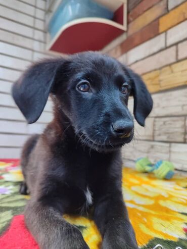 Продажа собак: Мальчик ищет дом. Привезём сами. Дважды привит — 3