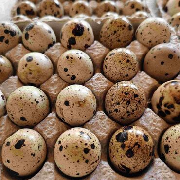 Qida məhsulları: Продам перепелиные яйца свежие по 10 копеек