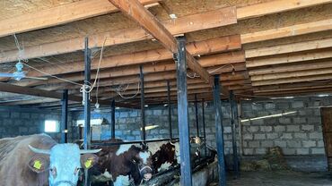 Продажа домов: Дом, 300 м², 6 комнат at lalafo.kg — 5 Продажа домов: Дом, 300 м², 6 комнат — 5