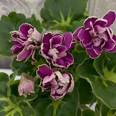 Фиалки и глоксинии: Продам! 1 Детки стандартных сортовых фиалочек. Цена за детку от 80 — 20