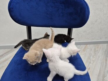 şınşıla pişik: Britan, Erkək, Dişi, Yaxşı əllərə, Ödənişli çatdırılma, Ünvandan götürmə