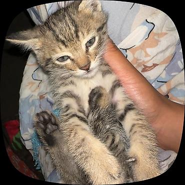 груминг кошек: Кошка даром: Беспородная, Мальчик — 3