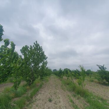Torpaq sahələrinin satışı: 106 sot, Kənd təsərrüfatı, Mülkiyyətçi, Kupça (Çıxarış) — 15