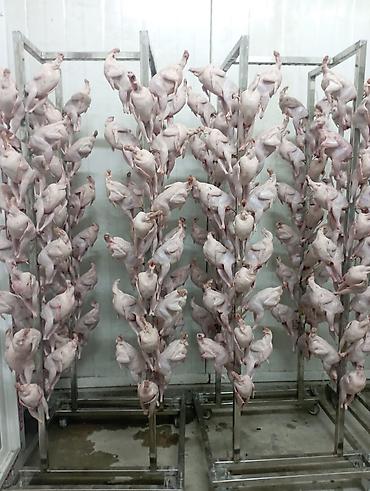 Quşlar: Texas bildircinleri 130-150 gr ucun giymet 1.80 — 2