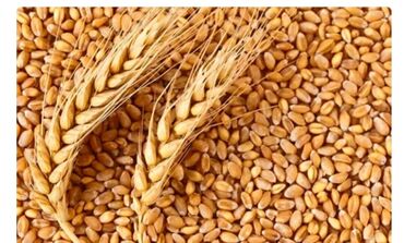 соль для животных: ПРОДАЮ пшеницу 600 кг! 18 сом! самовывоз!