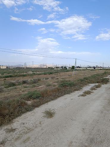 Tikinti