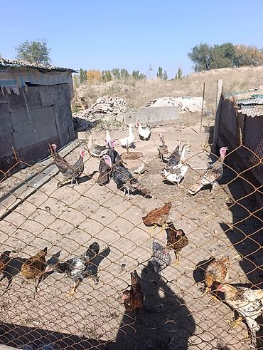 Каз эти: Домашняя птица из частного подворья. Вольерное содержание. На фото lalafo.kg да — 2 Каз эти: Домашняя птица из частного подворья. Вольерное содержание. На фото — 2