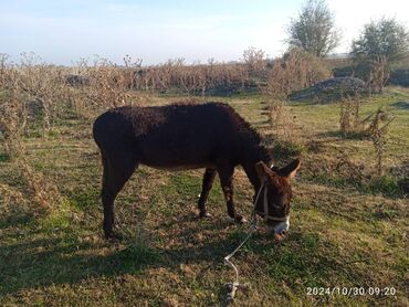 продаю пчел: Ушул эшек сатылат жоош ургачы катуу чыркайт продается ослиха девочка