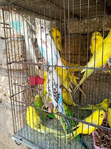 Quşlar: Papuqaylar 14 manattan hazir cutterdi hamsi — 3