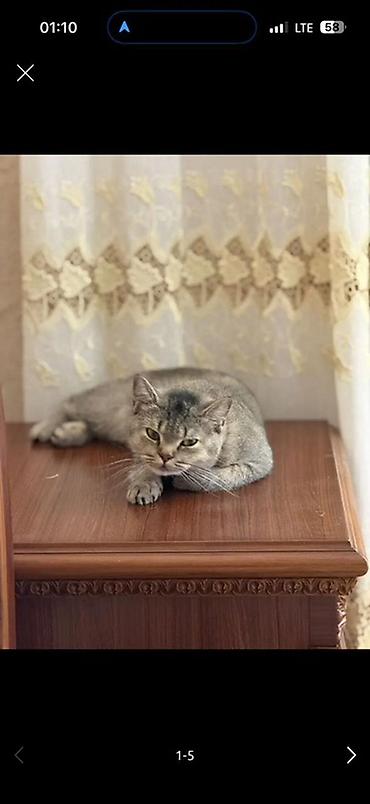 Кошки: Шиншилла, Самка, В добрые руки, Платная доставка — 3