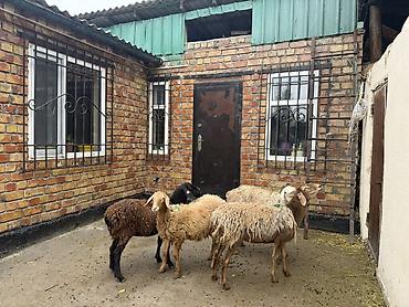 Продам с/х животных: Продаю | Овца (самка) | Полукровка | Для разведения | Матка — 2