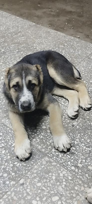 Продажа собак: Алабай, 3 месяца, Самец, С прививкой — 6