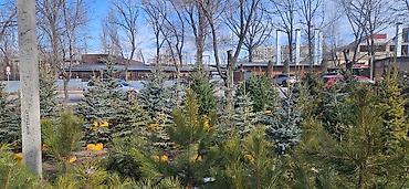 Искусственные ёлки: Ёлка,сосна,голубые ели,пихта,берёза — 2