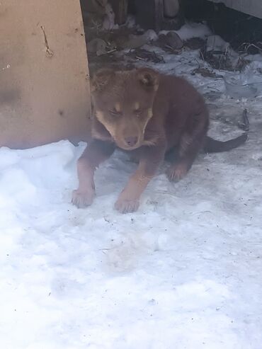 собака охотничая: Собака даром: Дворняжка, 2 месяца, Самка