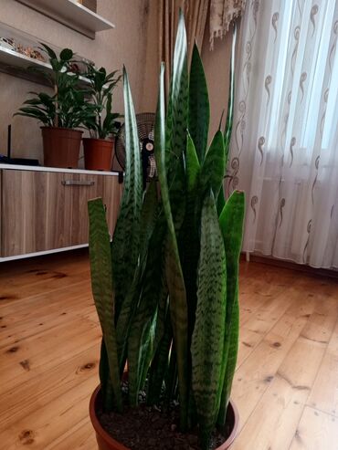 Otaq bitkiləri: Sansevieria (Qaynanadili) – iri ölçülü ev bitkiləri - Növ — 4