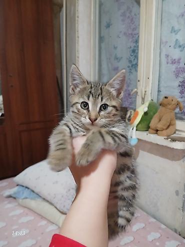 Кошки: Самка, В добрые руки, Бесплатная доставка — 1