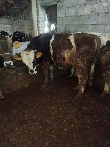 Коровы, быки: Продаю | Бык (самец) | Полукровка | На откорм — 3