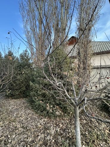 Декоративные деревья: Саженцы деревьев: Ели — 9