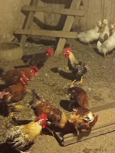 barter xoruz: Məhsul: 40 toyuq 15 xoruz çəkiləri balacalar 1.700-2 kilo arası — 6