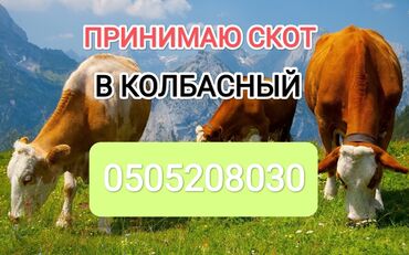 продаю телки: Куплю | Коровы, быки, Лошади, кони | Круглосуточно, Самовывоз, Любое состояние