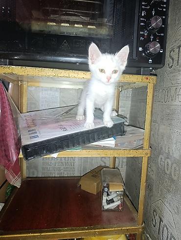 Животные: Котята, 2 месяца ищут семью.полностью — 2