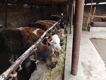 Коровы, быки: Продаю | Бык (самец) | На откорм — 2