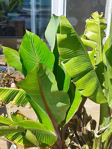 gül ağaçları: Banan bitkisi (ağacı) Ev şəraitində yetişdirilən banan bitkisi — 8