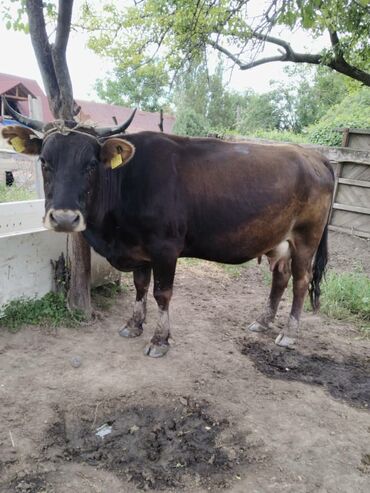 бык на племя: Продаю | Корова (самка), Музоо, торпок | Алатауская | Для молока