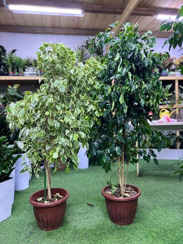 Драцены и Сансевиерии: Драцены и Сансевиерии — 10