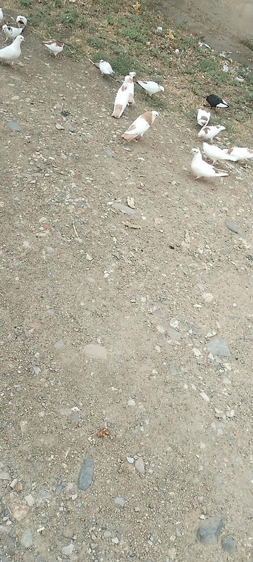 ev quslarinin satisi: Sari boyun desde quyrug burununda kekili dimdikli erkeydi tam sağlam — 5