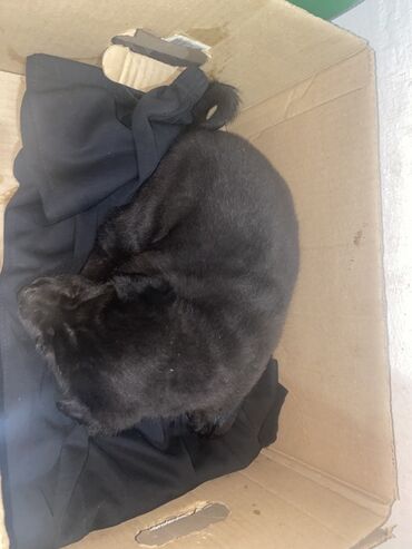 отдам в хорошие руки щенка немецкой овчарки: Щенок, окрас полностью чёрный. На фото — короткошёрстный малыш с