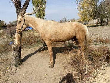 продажа домашних животных: Сатам | Жылкы (эркек) | Аргын | Көбөйтүү үчүн, Ат спорту