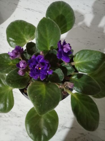 Otaq bitkiləri: Afrika bənövşələri (Saintpaulia) – müxtəlif rəngli və formalı sortlar — 9