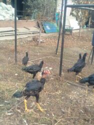 срочно продаю в связи с переездом: Бойцовые цыплята порода Шамо