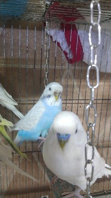 Qəfəslər: Hazir cut korella qefes qarisiq yuvasi altinda yumurtasi — 3