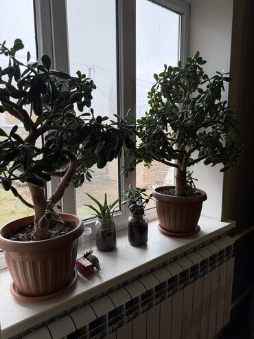 Денежное дерево: Комнатные растения в горшках - Дерево крассула (денежное дерево — 6