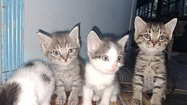 породистые котята бесплатно: Отдадим котят в добрые и заботливые руки! 🐾 ​О котятах: ​Дата — 5
