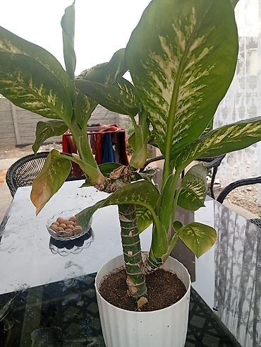 диффенбахия купить: Диффенбахия (Dieffenbachia) в декоративном горшке - Пестролистное — 2