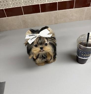 İtlər: Şpitz — 7