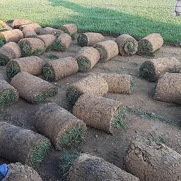 Toxumlar: Qazon yüksək keyfiyyət münasib qiymətə enni yarpaq danimarka toxumu — 10