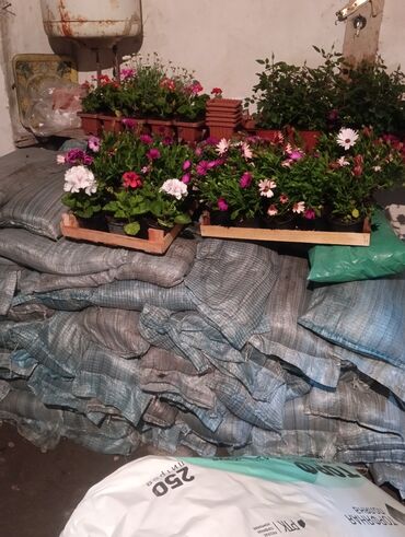 Şitillər: Qazon landşaft #qazon #torf #torf250litrlik Ekolayf #ekolayf balaken — 30