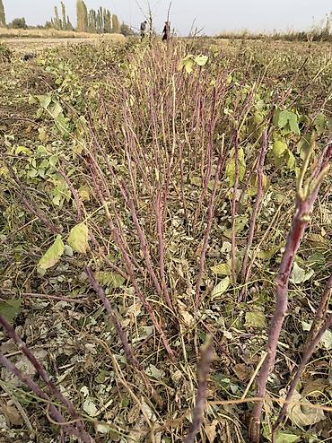 часы mi band 4: Саженцы малины. Сорт полька — 3